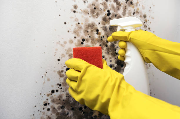 Best Toxic Mold Removal  in Cottage Grove, MN